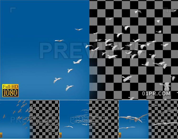 5组鸟群飞行透明背景pr Ae Fcpx视频素材 01pr模板网