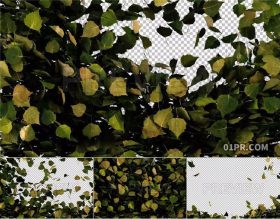 视频素材4K 秋天转场桦树叶子填满过渡特效透明背景