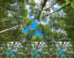 视频素材4K 仰视森林树木天空从下向上 支持PR AE FCPX