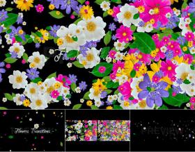 视频素材 彩色花朵爆发花卉转场过渡透明背景 支持PR AE FCPX