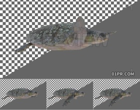视频素材 一个海龟游动素材透明背景循环 支持PR AE FCPX